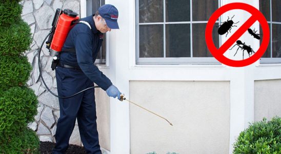 Gülyalı Uçan Haşere İlaçlama böcek ilaçlama ve haşere kontrolü — ilaclama-tr.com